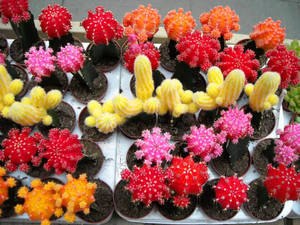 Colorful Cacti