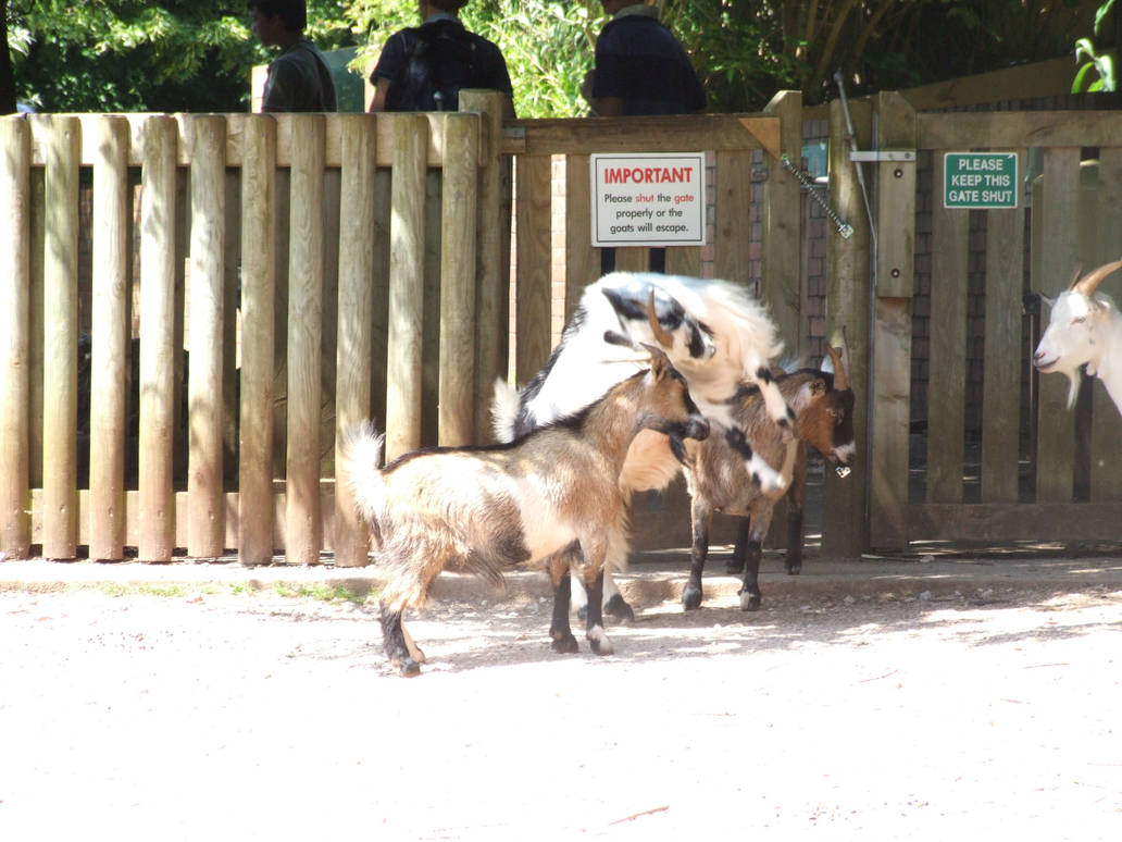 Goatis Rage Goat Rage by BunniKez on DeviantArt