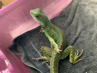 Lizard Bath