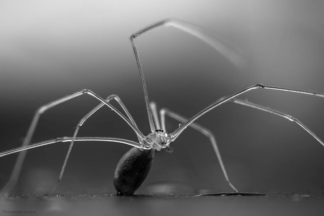 LONG BODIED CELLAR SPIDER by MohannadKassab LONG BODIED CELLAR SPIDER by MohannadKassab