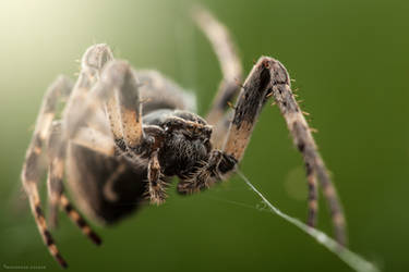 Furrow Spider