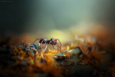 Different life ( Male Erigone arctica )