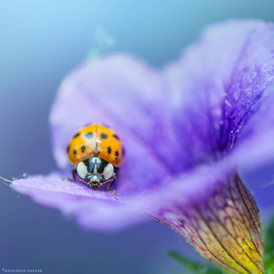 LadyBird 2 by MohannadKassab