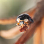 Looking at me O.o ( Lady Bug ) by MohannadKassab