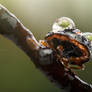 Ladybug as Frog