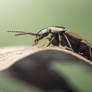 Small Rove beetle (Staphylinidae)