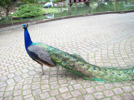 Peacock