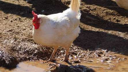 Chicken in the Mud 1