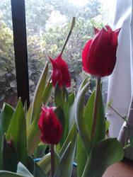 Tulipan Rojo