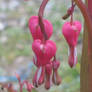 Bleeding hearts