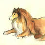 Collie