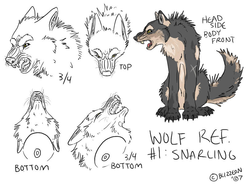 Sharp Wolf Reference Wolf Reference 1: Snarling by blizzeon on DeviantArt