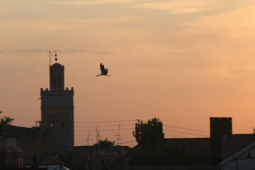 The Storks of Marrakech