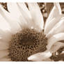 Sephia Sunflower One