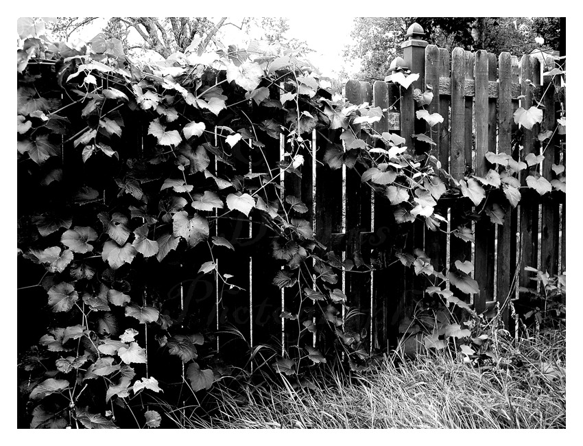 Fence and Ivy