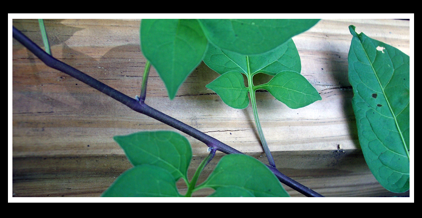 Ivy on Wood