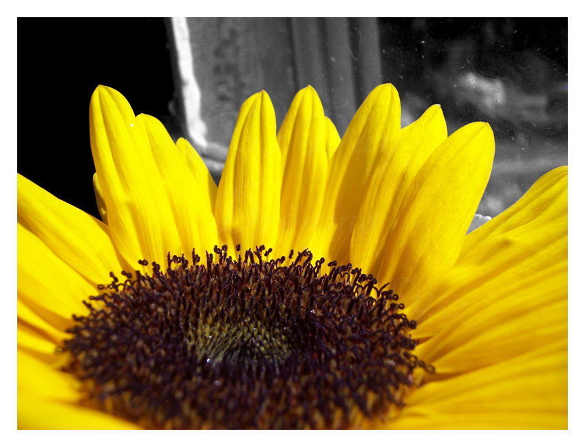 Sunflower in Window