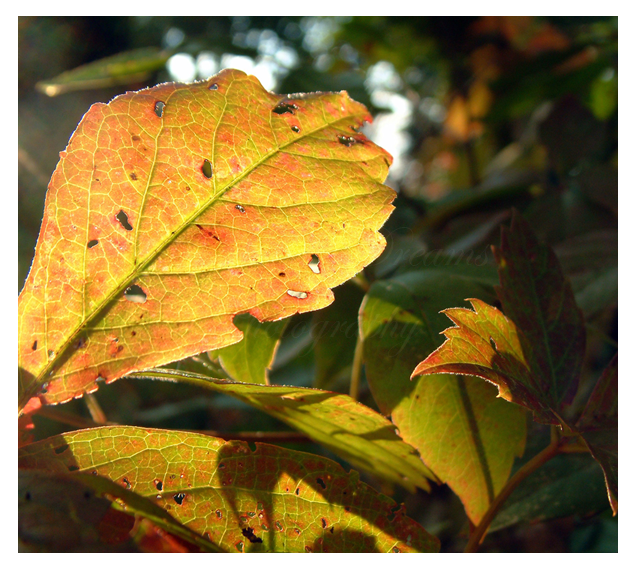 Sunlit Autumn