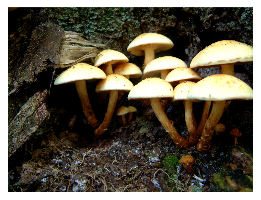 Family of Mushrooms