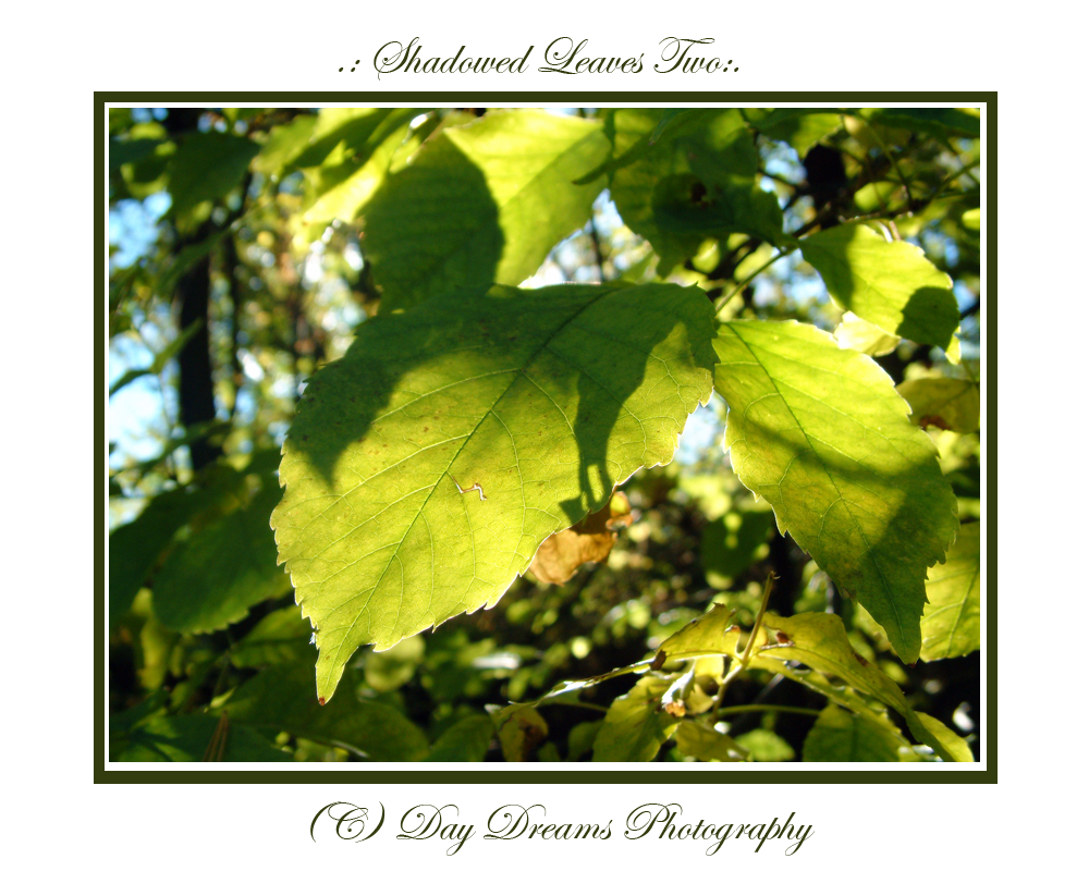 .:Shadowed Leaves Two:.