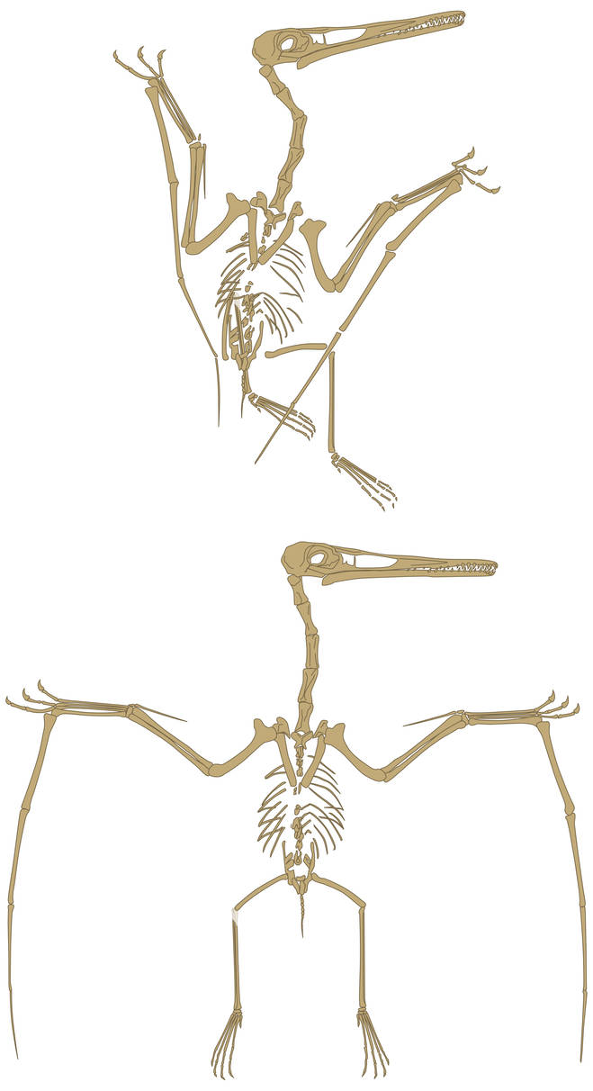 Pterodactylus kochi by olofmoleman on DeviantArt