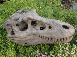 Gorgosaurus libratus Skull Sculpture 2