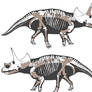 Dirk the Triceratops horridus