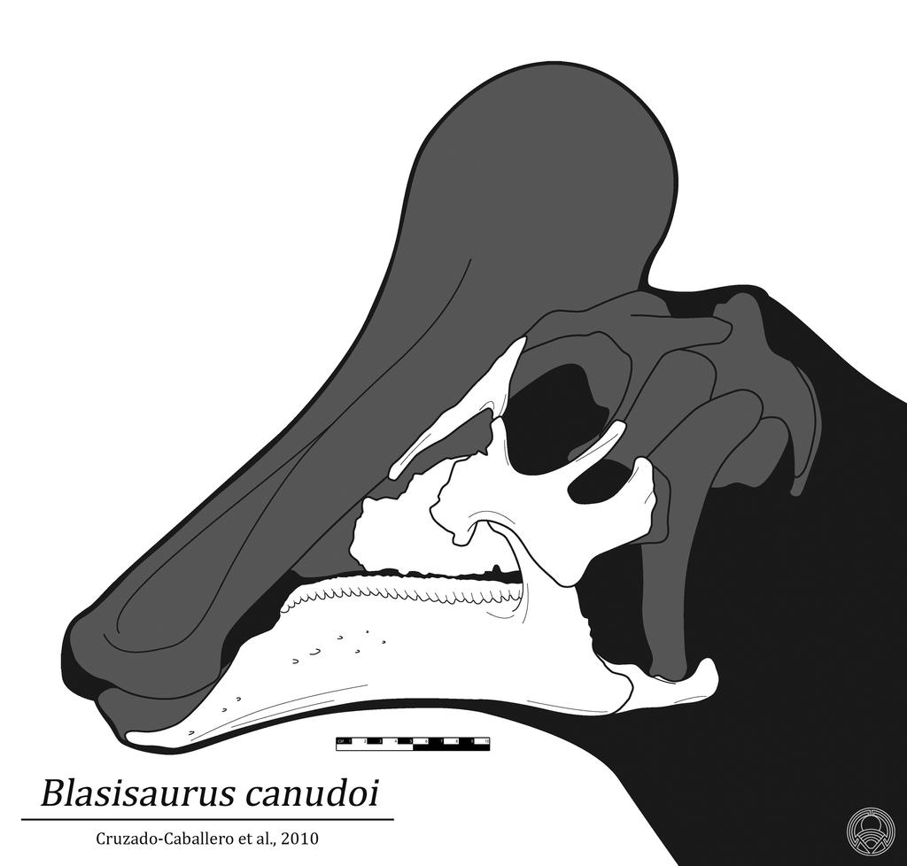 Balasisaurus Blasisaurus skull by olofmoleman on DeviantArt