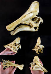 Amurosaurus riabinini Skull