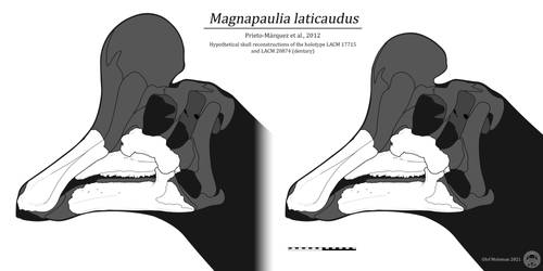 Magnapaulia skull