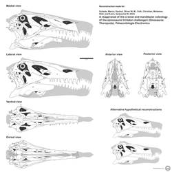 Irritator skull reconstruction