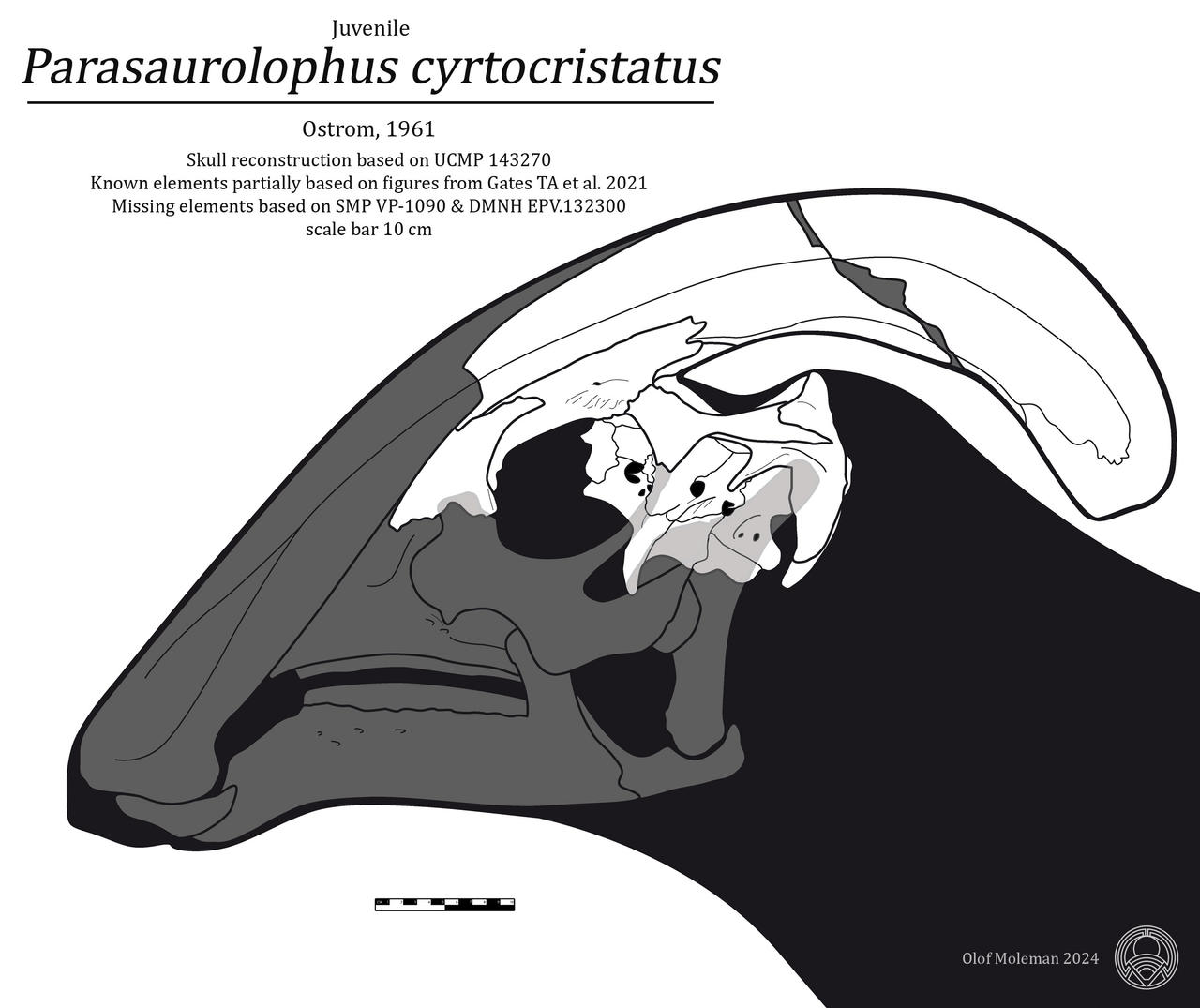 Parasaurolophus cyrtocristatus juvenile skull by olofmoleman on DeviantArt