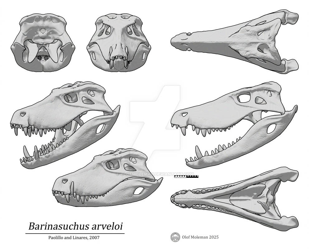 Sebecus Skeleton Barinasuchus skull by olofmoleman on DeviantArt