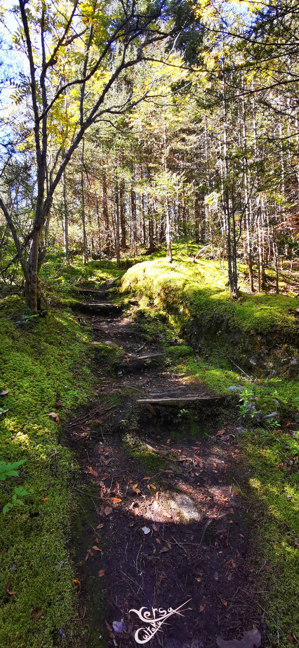 A Wild Path by YersaCaltara on DeviantArt