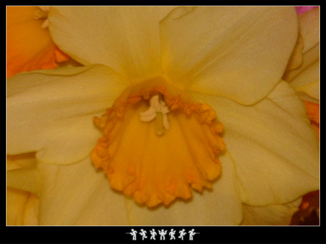 Daffodil