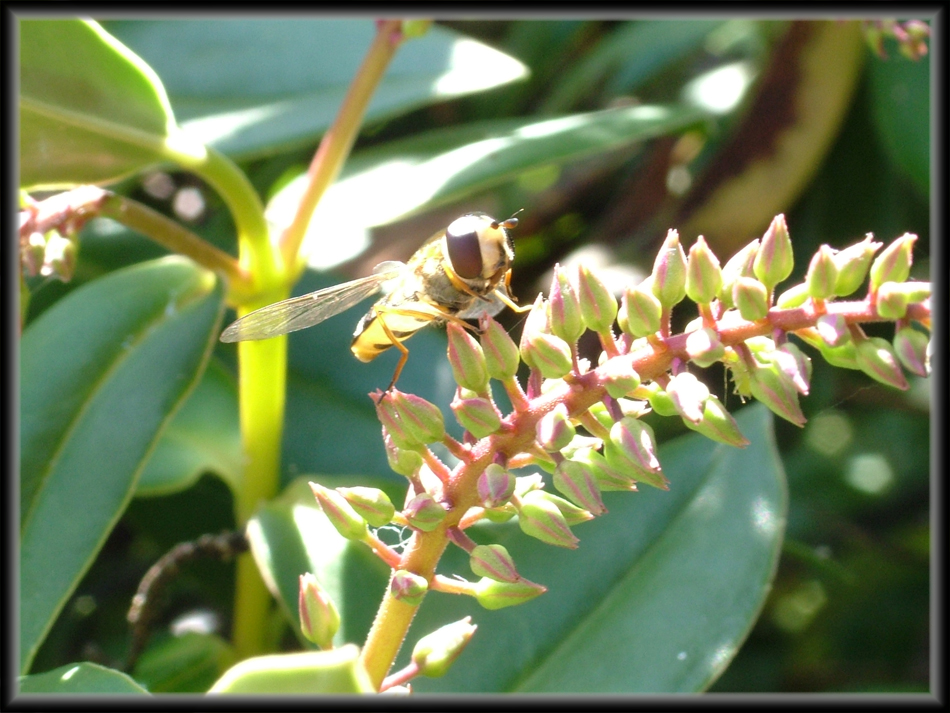 Hover Fly