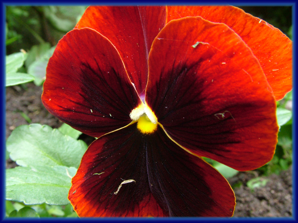 Red Backyard Flower