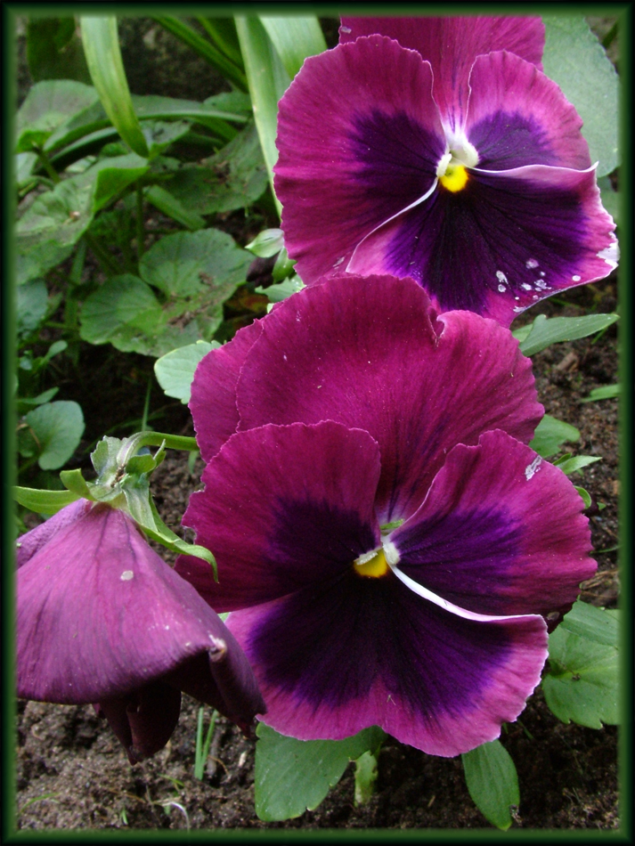 Purple Backyard Flowers