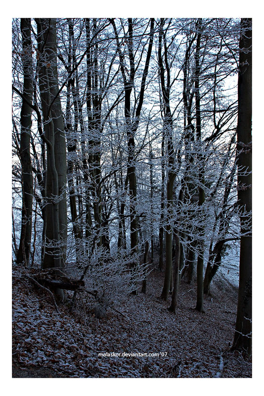 Winterwald