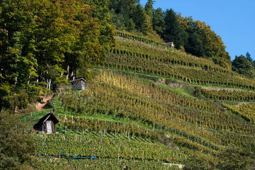 Glottertal vineyard