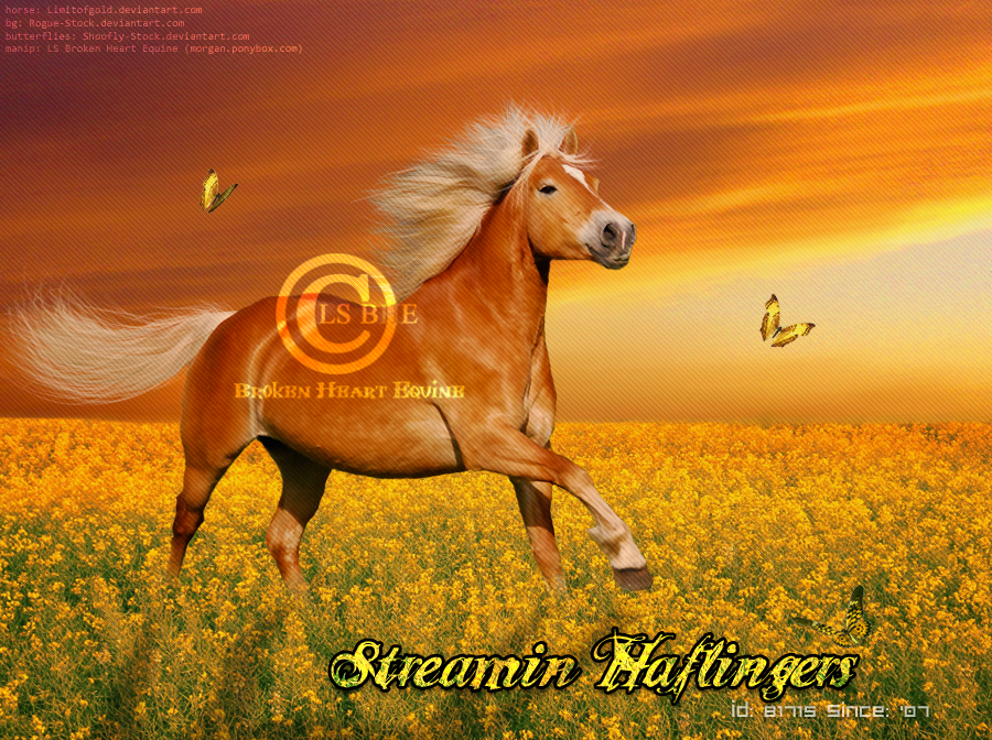 Streamin Haflingers