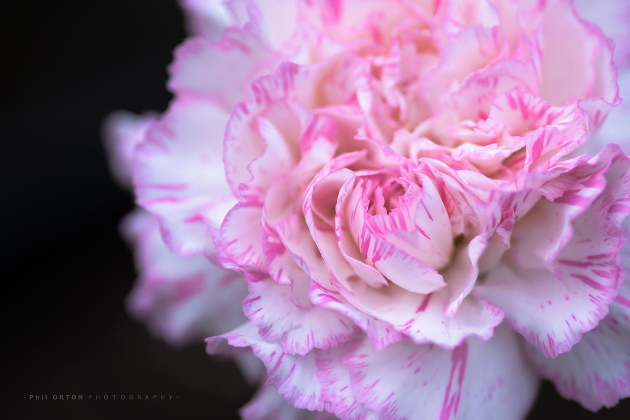 fresh carnation