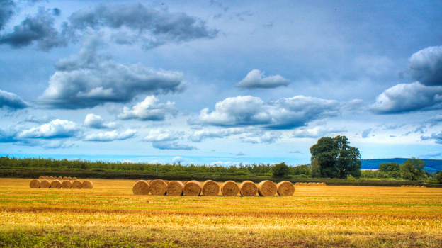 Hayfield