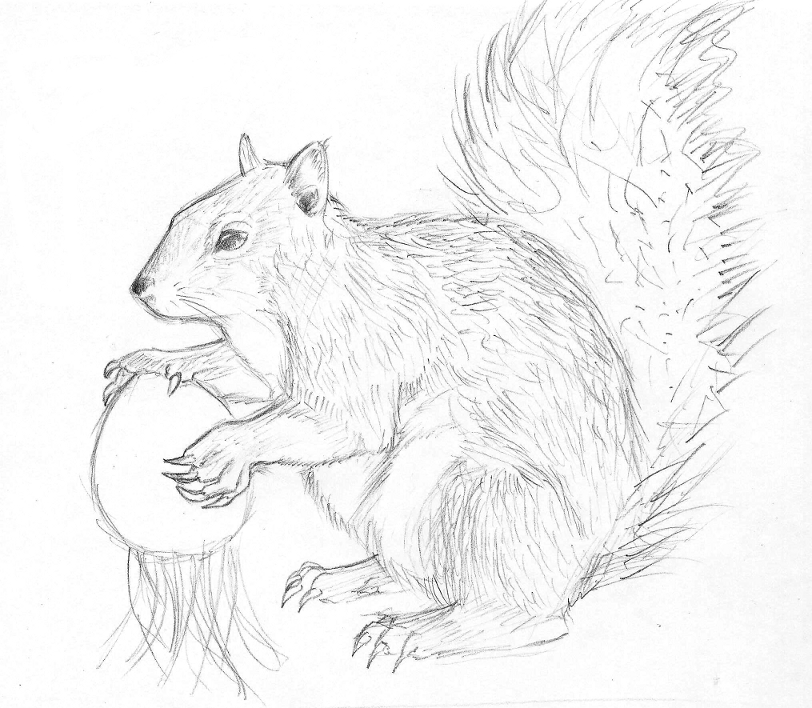 Squirrel Sketch