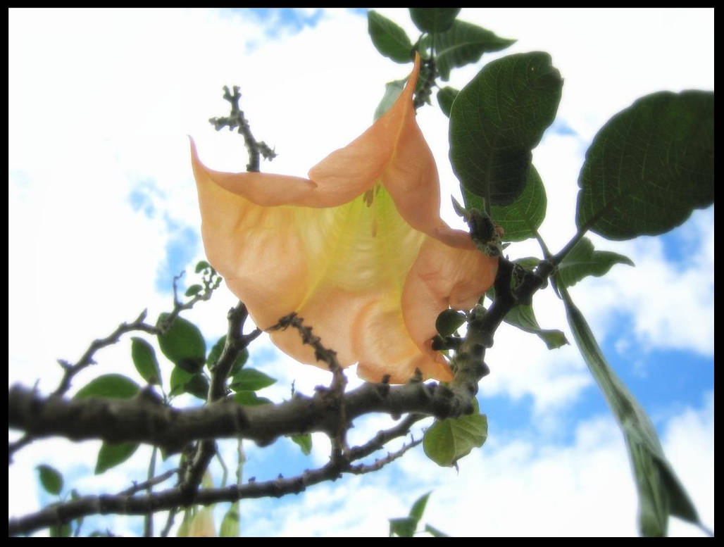 Bell Flower Tree by zaneta333 on DeviantArt