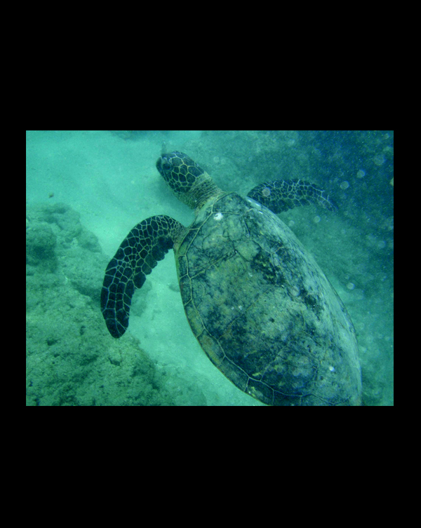 sea turtle in Hawaii