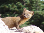 Pine Marten, Mt. Lassen trail by Geotripper