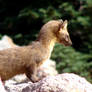 Pine Marten 3