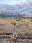 Death Valley Coyote 3 by Geotripper