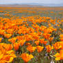 Mojave Desert Poppies